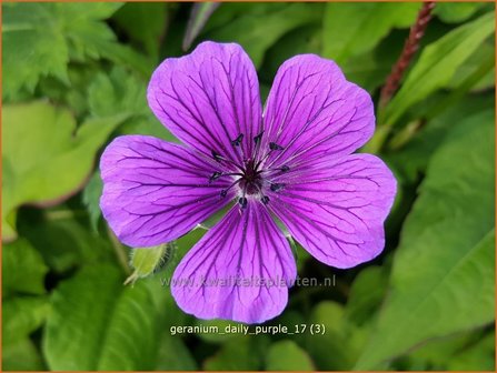 Geranium 'Daily Purple' | Ooievaarsbek, Tuingeranium | Storchschnabel