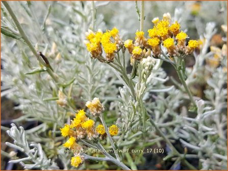 Helichrysum italicum 'Dwarf Curry' | Kerrieplant, Strobloem | Italienische Strohblume