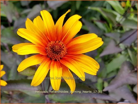 Heliopsis helianthoides &#039;Burning Hearts&#039; | Zonneoog | Gew&ouml;hnliches Sonnenauge