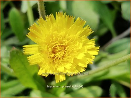 Hieracium pilosella | Muizenoor, Havikskruid | Kleines Habichtskraut