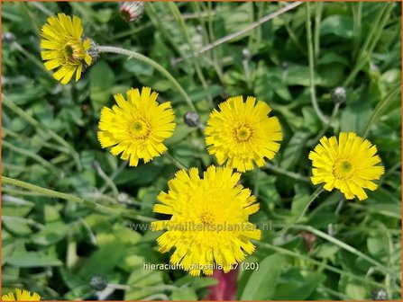 Hieracium pilosella | Muizenoor, Havikskruid | Kleines Habichtskraut