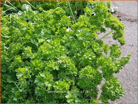 Petroselinum crispum | Peterselie | Krause Petersilie