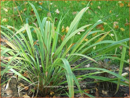 Phaenosperma globosa | Watervalgras | Wasserfallhirse | Chinese Bead Grass