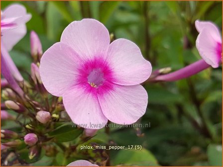 Phlox &#039;Miss Pepper&#039; | Hoge vlambloem, Vlambloem, Flox, Floks | Hohe Flammenblume