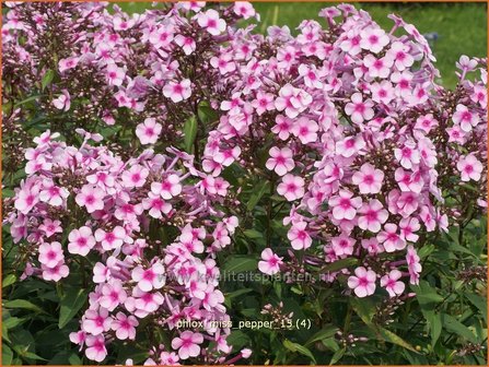 Phlox &#039;Miss Pepper&#039; | Hoge vlambloem, Vlambloem, Flox, Floks | Hohe Flammenblume