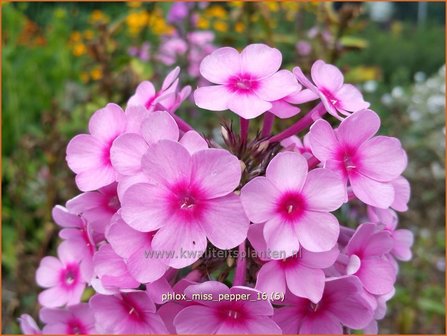 Phlox &#039;Miss Pepper&#039; | Hoge vlambloem, Vlambloem, Flox, Floks | Hohe Flammenblume