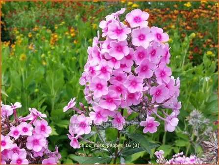 Phlox &#039;Miss Pepper&#039; | Hoge vlambloem, Vlambloem, Flox, Floks | Hohe Flammenblume