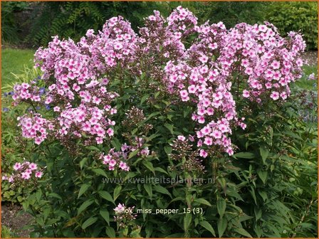 Phlox &#039;Miss Pepper&#039; | Hoge vlambloem, Vlambloem, Flox, Floks | Hohe Flammenblume