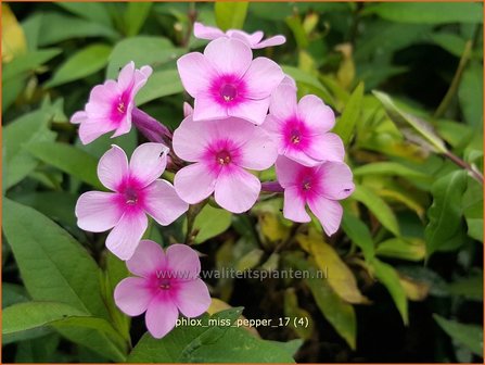 Phlox &#039;Miss Pepper&#039; | Hoge vlambloem, Vlambloem, Flox, Floks | Hohe Flammenblume