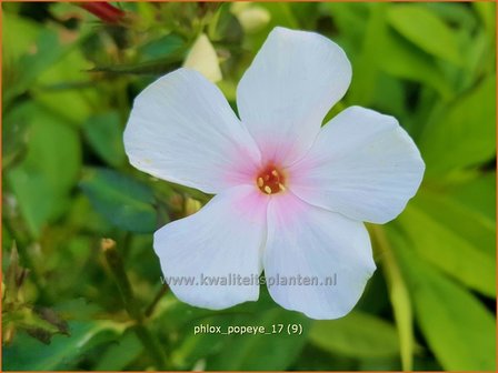 Phlox &#039;Popeye&#039; | Hoge vlambloem, Vlambloem, Flox, Floks | Hohe Flammenblume