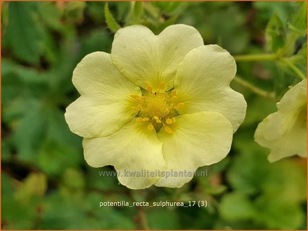 Potentilla recta &#039;Sulphurea&#039; | Rechte ganzerik, Ganzerik | Hohes Fingerkraut