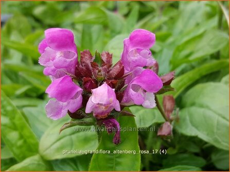 Prunella grandiflora &#039;Altenberg Rosa&#039; | Brunel, Bijenkorfje | Gro&szlig;bl&uuml;tige Braunelle