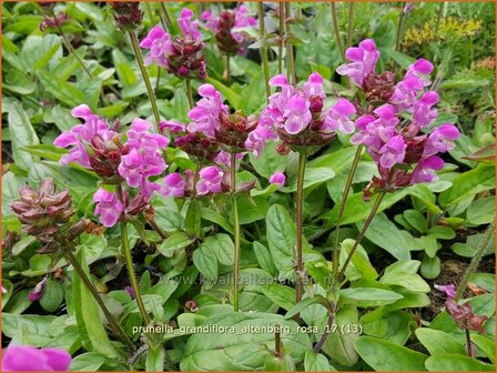 Prunella grandiflora &#039;Altenberg Rosa&#039; | Brunel, Bijenkorfje | Gro&szlig;bl&uuml;tige Braunelle