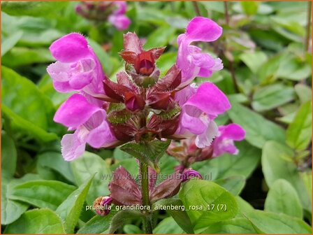 Prunella grandiflora &#039;Altenberg Rosa&#039; | Brunel, Bijenkorfje | Gro&szlig;bl&uuml;tige Braunelle