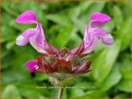 Prunella grandiflora &#039;Altenberg Rosa&#039; | Brunel, Bijenkorfje | Gro&szlig;bl&uuml;tige Braunelle