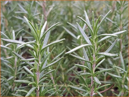 Rosmarinus officinalis &#039;Blaulippe&#039; | Rozemarijn | Rosmarin