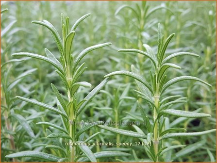 Rosmarinus officinalis &#039;Speedy&#039; | Rozemarijn | Rosmarin