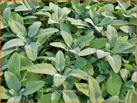 Salvia officinalis &#039;Grower&#039;s Friend&#039; | Echte salie, Keukensalie, Salie, Salvia | Echter Salbei
