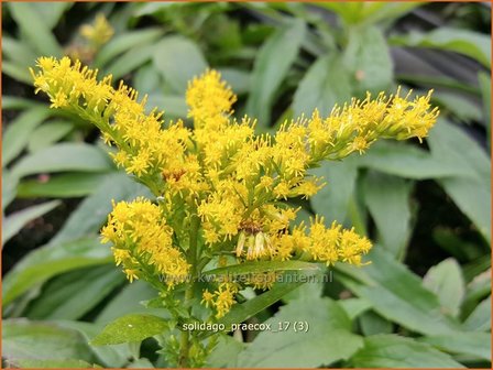 Solidago 'Praecox' | Echte guldenroede, Guldenroede | Gemeine Goldrute