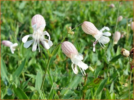Silene vulgaris | Blaassilene, Lijmkruid | Gew&ouml;hnliches Leimkraut