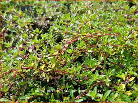 Thymus herba-barona &#039;Lemon Scented&#039; | Kruiptijm, Tijm | K&uuml;mmel-Thymian