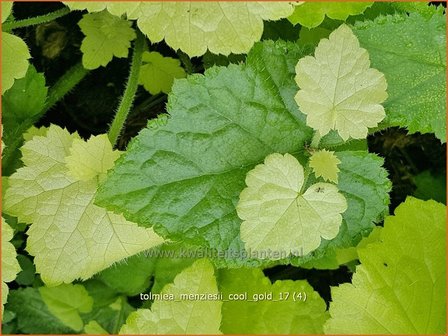 Tolmiea menziesii &#039;Cool Gold&#039; | Kindje-op-moeders-schoot | Henne mit K&uuml;ken