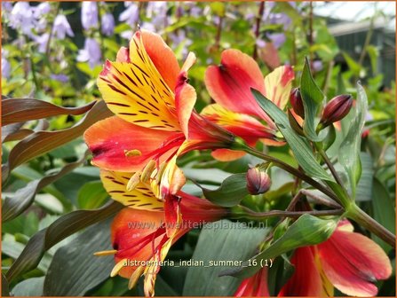 Alstroemeria &#039;Indian Summer&#039; | Incalelie, Peruviaanse lelie | Inkalilie