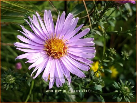 Aster &#039;Glow in the Dark&#039; | Aster | Aster
