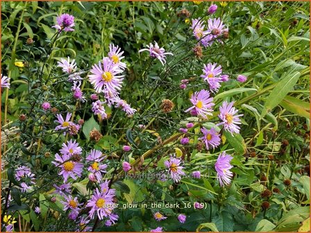 Aster &#039;Glow in the Dark&#039; | Aster | Aster