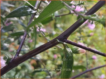 Aster &#039;Glow in the Dark&#039; | Aster | Aster