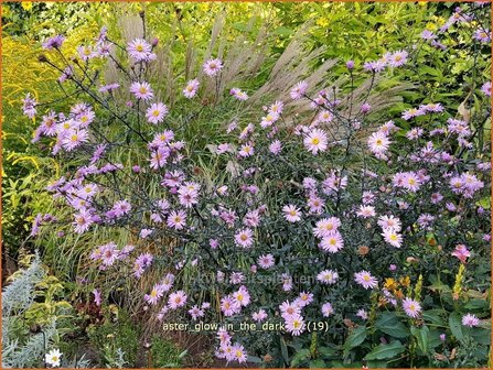 Aster &#039;Glow in the Dark&#039; | Aster | Aster