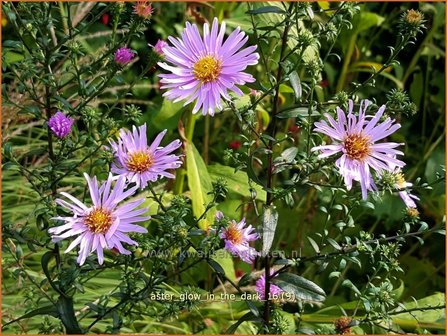 Aster &#039;Glow in the Dark&#039; | Aster | Aster
