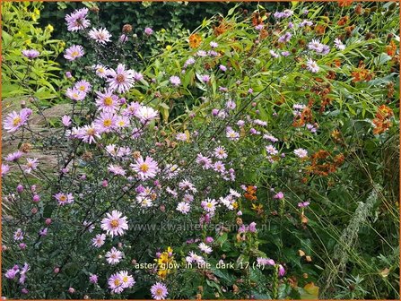 Aster &#039;Glow in the Dark&#039; | Aster | Aster