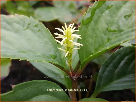 Chloranthus japonicus