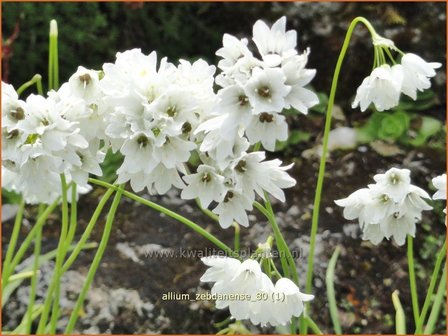 Allium zebdanense | Bochtig look, Look | Lauch