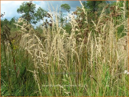Calamagrostis canadensis | Struisriet | Blauknoten-Reitgras