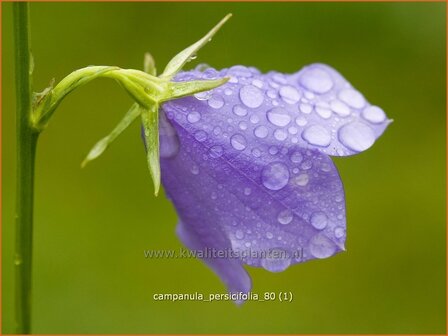 Campanula persicifolia | Perzikbladklokje, Prachtklokje, Klokjesbloem | Pfirsichbl&auml;ttrige Glockenblume