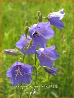 Campanula persicifolia | Perzikbladklokje, Prachtklokje, Klokjesbloem | Pfirsichbl&auml;ttrige Glockenblume