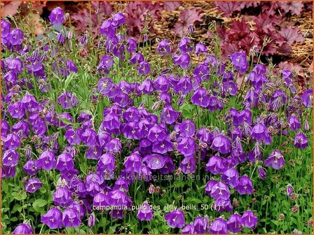 Campanula pulloides &#039;Jelly Bells&#039; | Kruipklokje, Klokjesbloem | H&auml;ngepolster-Glockenblume