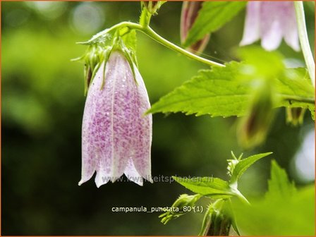 Campanula punctata | Klokjesbloem | Gepunktete Glockenblume