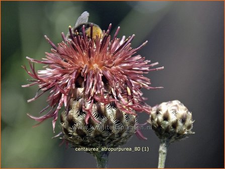 Centaurea atropurpurea | Korenbloem, Centaurie | Purpurrote Flockenblume