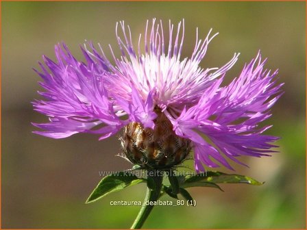 Centaurea dealbata | Korenbloem, Centaurie | Kaukasus-Flockenblume