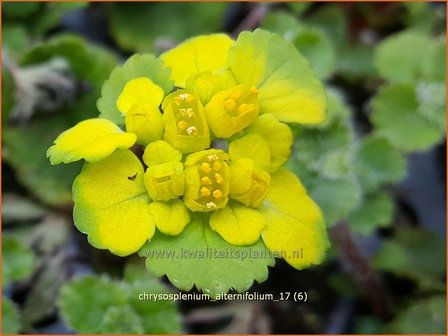 Chrysosplenium alternifolium | Paarbladig goudveil, Verspreidbladig goudveil, Goudveil | Gegenblättriges Milzkraut