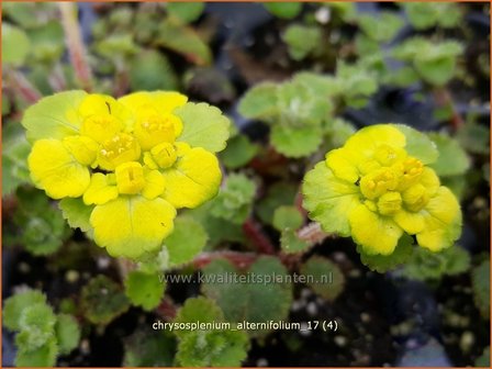 Chrysosplenium alternifolium | Paarbladig goudveil, Verspreidbladig goudveil, Goudveil | Gegenbl&auml;ttriges Milzkraut