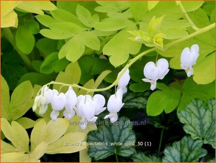 Dicentra spectabilis &#039;White Gold&#039; | Gebroken hartje, Tranend hartje | Hohe Herzblume