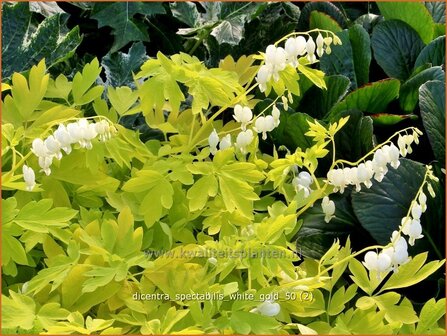 Dicentra spectabilis &#039;White Gold&#039; | Gebroken hartje, Tranend hartje | Hohe Herzblume