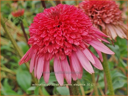 Echinacea purpurea &#039;Supreme Elegance&#039; | Rode zonnehoed, Zonnehoed | Roter Sonnenhut