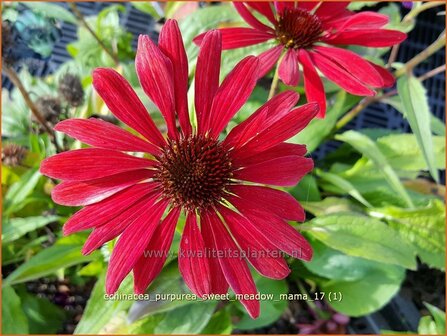 Echinacea purpurea &#039;Sweet Meadow Mama&#039; | Rode Zonnehoed, Zonnehoed | Roter Sonnenhut