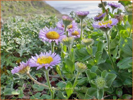 Erigeron glaucus | Fijnstraal | Strand-Berufkraut