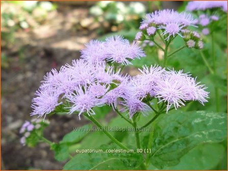 Eupatorium coelestinum | Koninginnekruid, Leverkruid | Himmelblaue Nebelblume